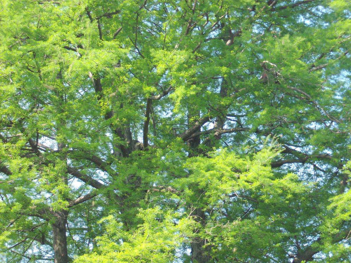 ALBERO SOLITARIO 2